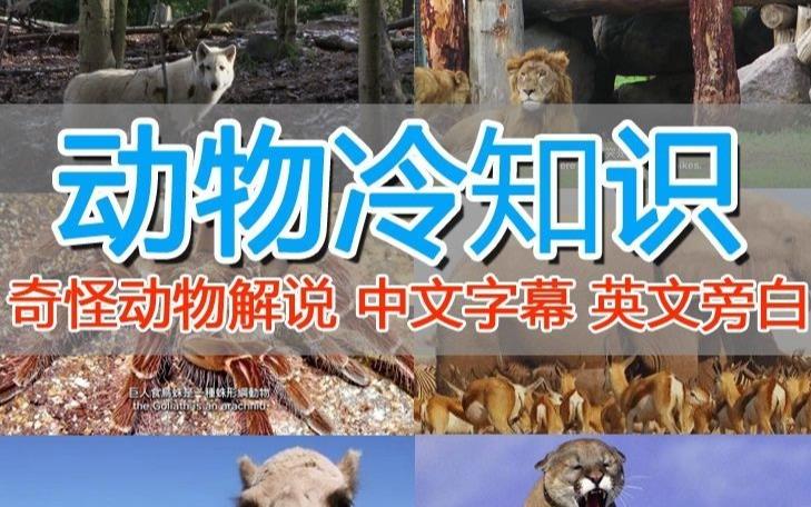 外面卖1699的国外纪录片解说（动物解说、美食、动画片）稳过中视频-千城资源网