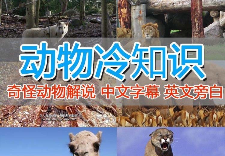 （6312期）外面卖1699的国外纪录片解说（动物解说、美食、动画片）稳过中视频-千城资源网